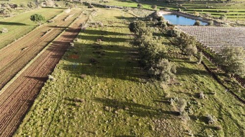 Terreno agrícola em Caltagirone
