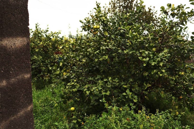 西西里岛菲乌梅弗雷多农用土地