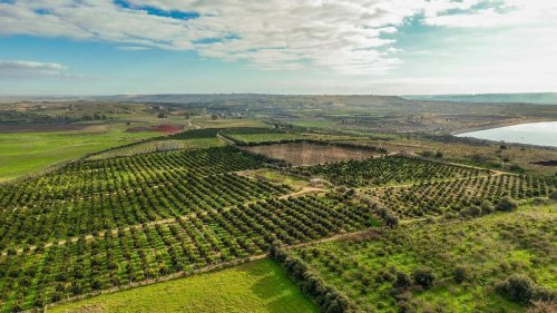 Сельскохозяйственный участок в Лентини