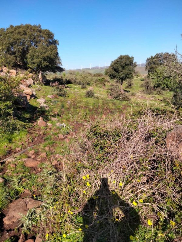 Terreno agricolo a Francofonte