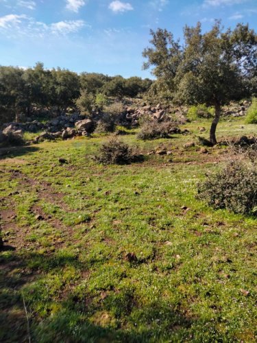 Terreno agricolo a Francofonte