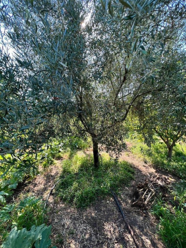 Сельскохозяйственный участок в Патерно