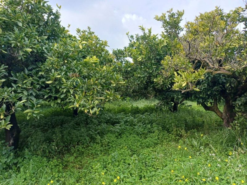 Jordbruksmark i Chiaramonte Gulfi