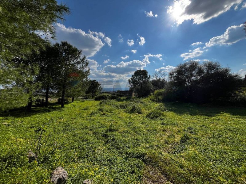 伦蒂尼农用土地