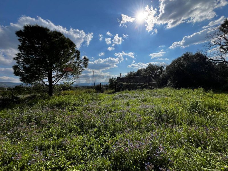 伦蒂尼农用土地