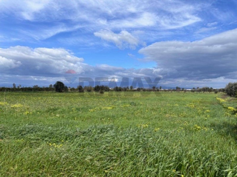 Terrain agricole à Lentini