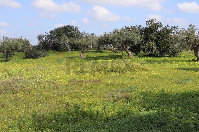 Terreno agrícola em Vittoria