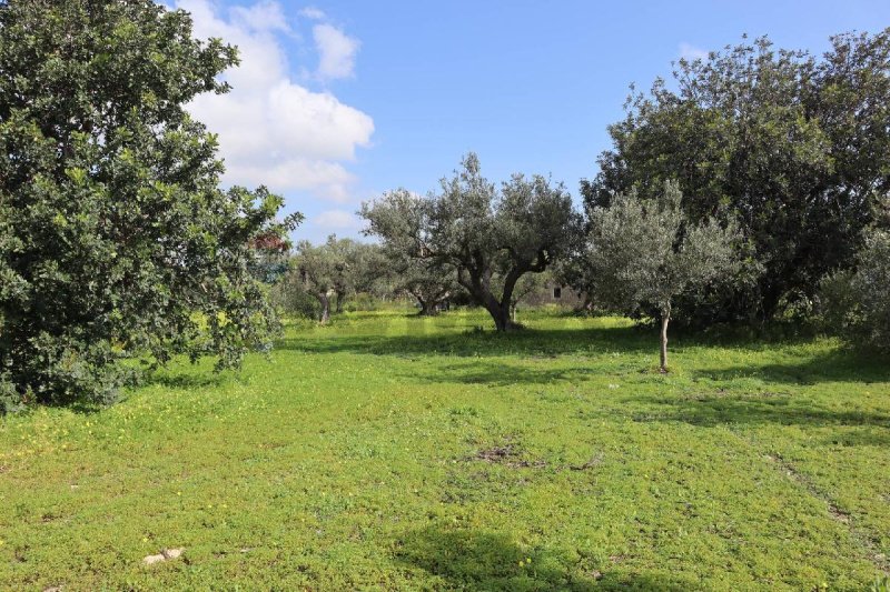 Terreno agrícola em Vittoria