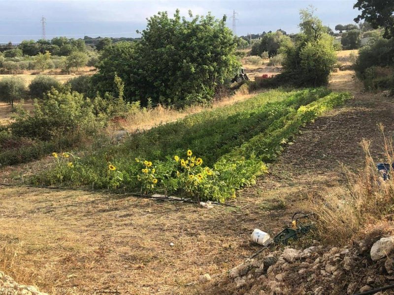 Agricultural land in Sortino