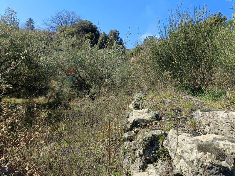 Сельскохозяйственный участок в Маскали