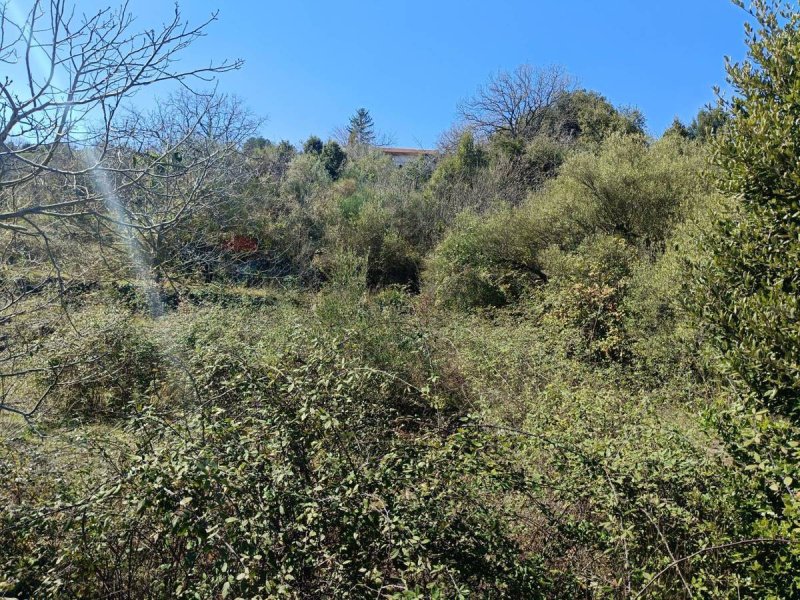 Jordbruksmark i Piedimonte Etneo