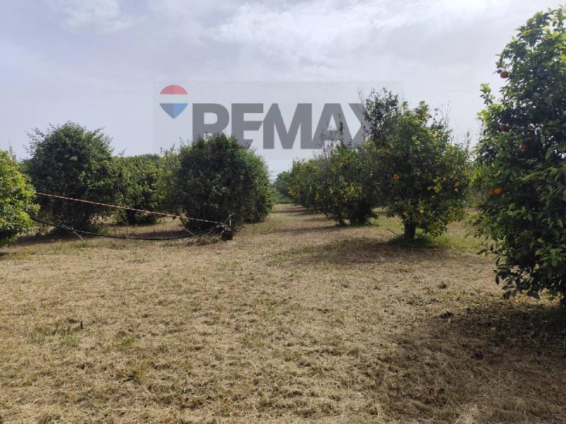 Agricultural land in Syracuse