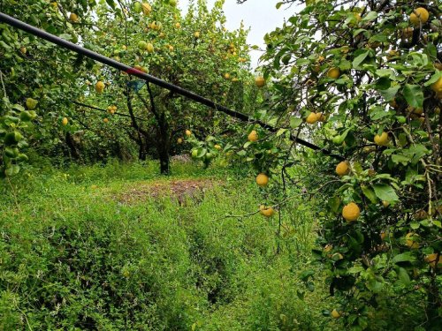 Terreno agrícola en Mascali