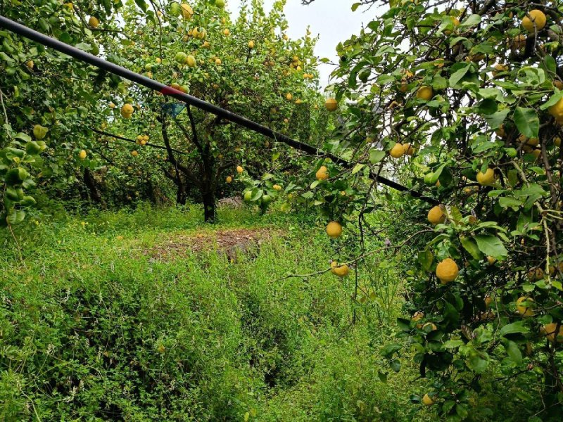 Terreno agrícola en Mascali