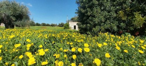 Landbouwgrond in Pozzallo
