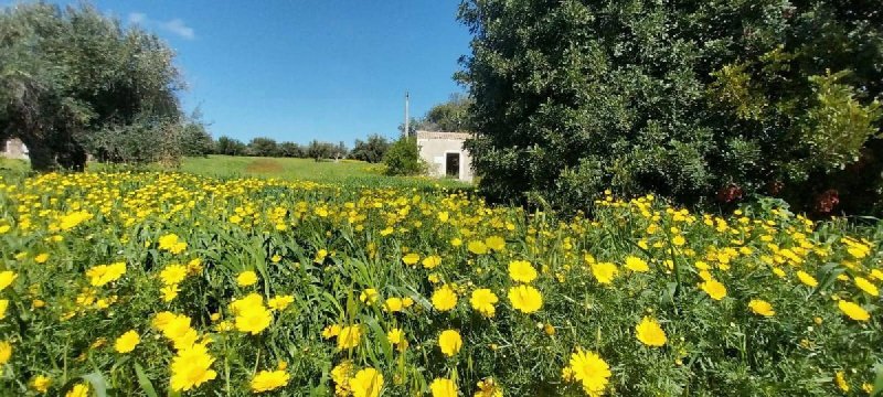 Landbouwgrond in Pozzallo