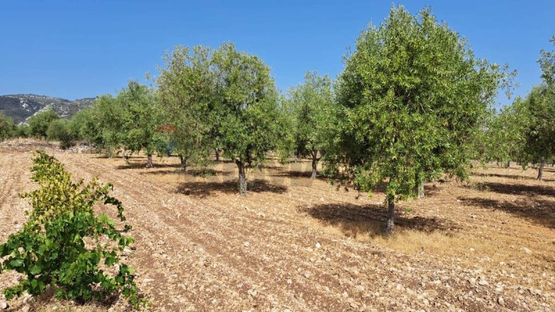 Agricultural land in Priolo Gargallo