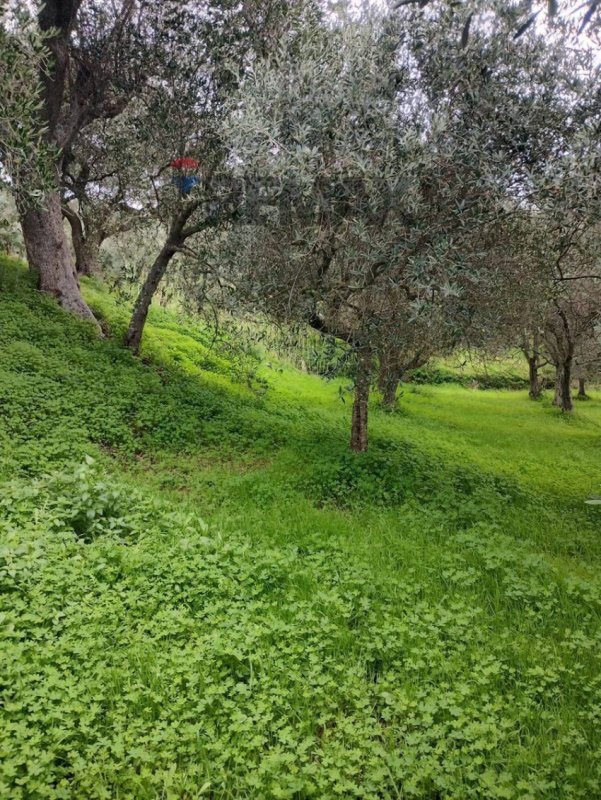 Terreno agrícola en Ficarra