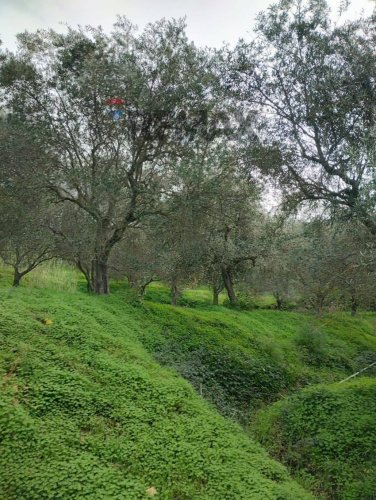 Terreno agrícola en Ficarra