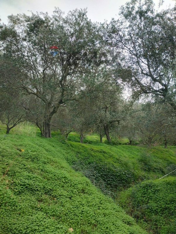 Terreno agrícola en Ficarra