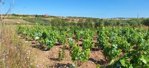 Terreno agrícola em Noto