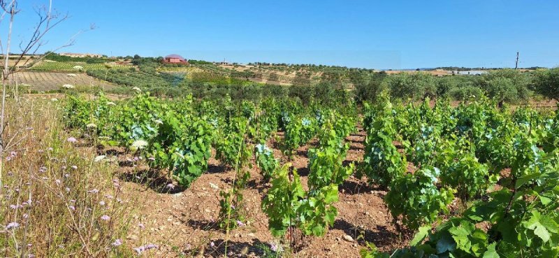 Terreno agrícola em Noto