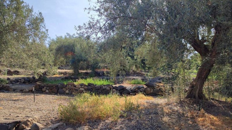 Terreno agrícola em Paternò