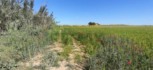 Jordbruksmark i Noto