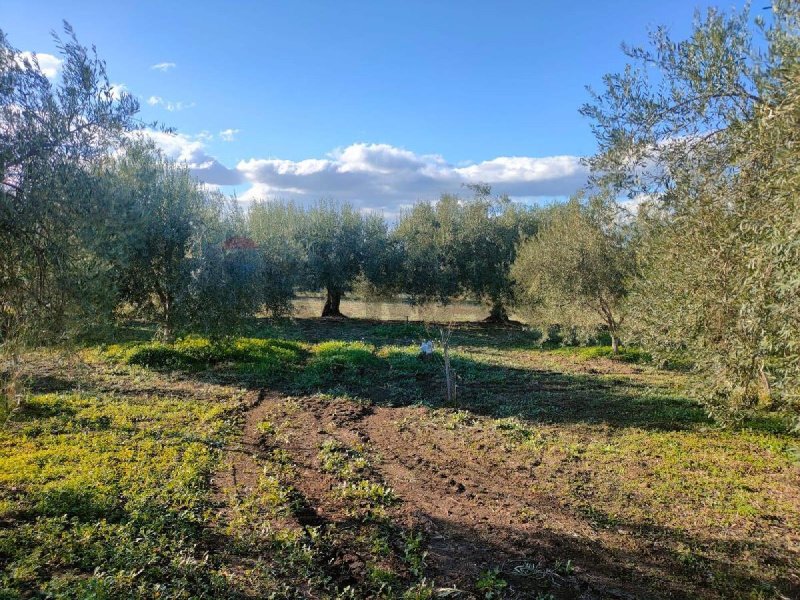 Terrain agricole à Belpasso