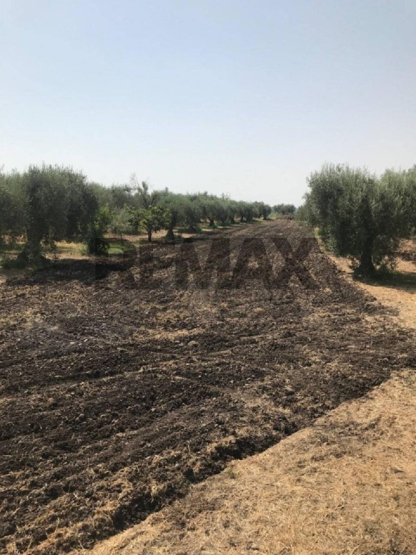 Agricultural land in Belpasso