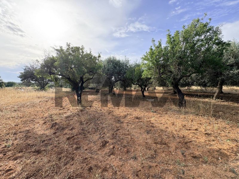 Terreno agrícola en Comiso