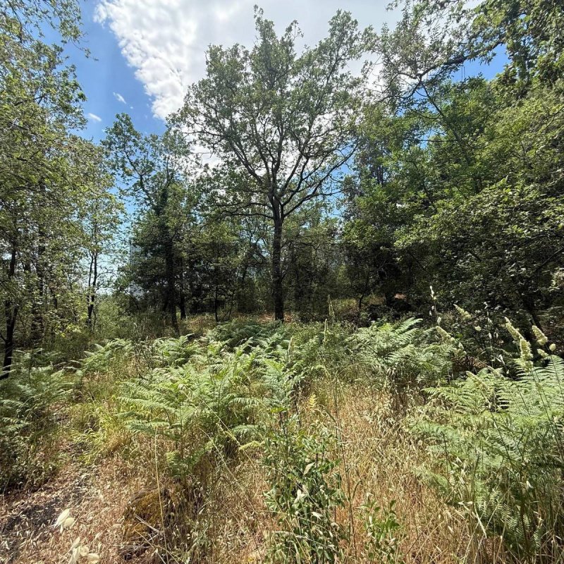 Terreno agrícola en Zafferana Etnea