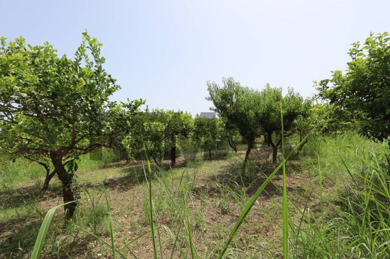 Terreno agrícola en Calatabiano