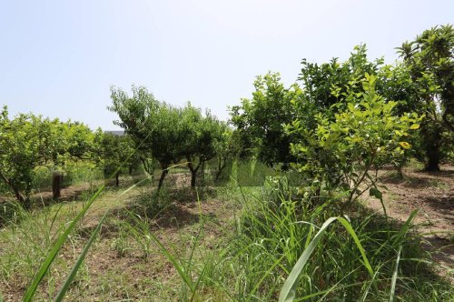 Terreno agrícola en Calatabiano