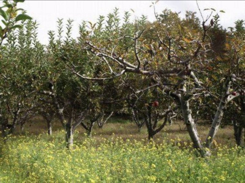 Landwirtschaftliche Fläche in Ragalna