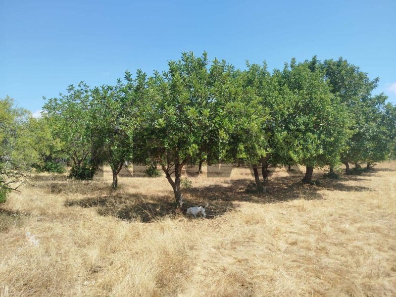 Jordbruksmark i Noto