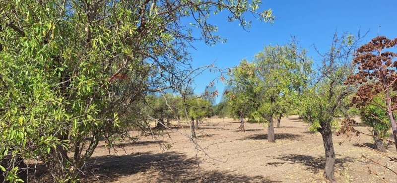 Terreno agrícola em Noto