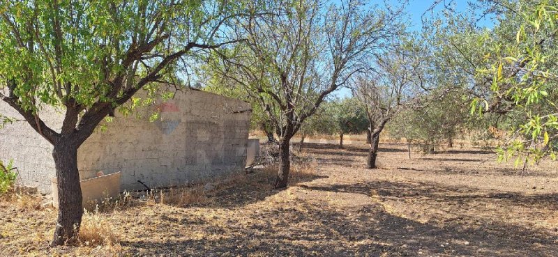 Terreno agrícola em Noto