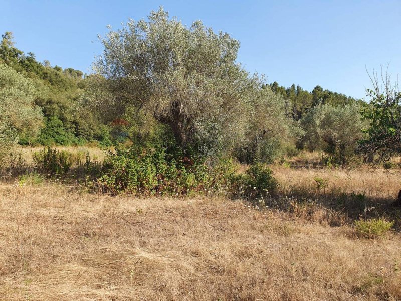 Terreno agrícola en Caltagirone