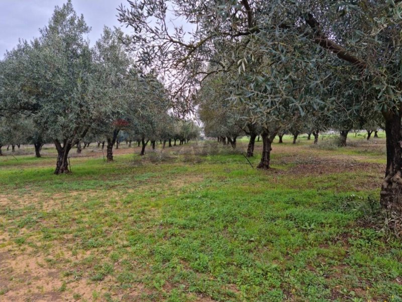 Landbouwgrond in Vittoria