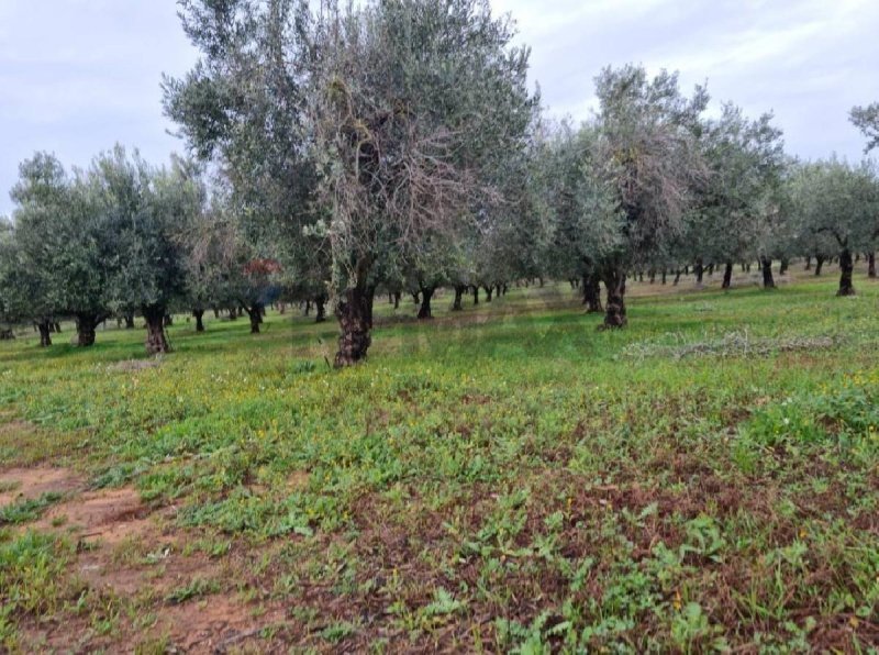 Landbouwgrond in Vittoria