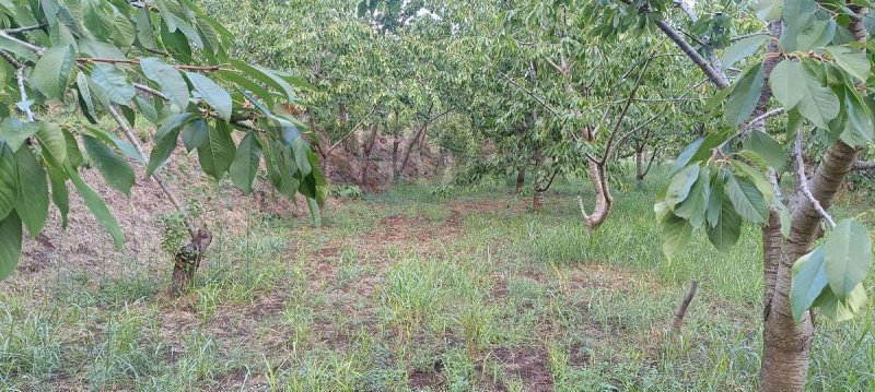Terreno agricolo a Sant'Alfio