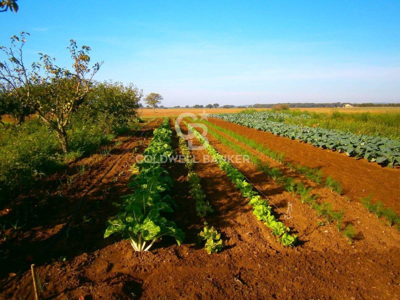 Landbouwgrond in Tuscania