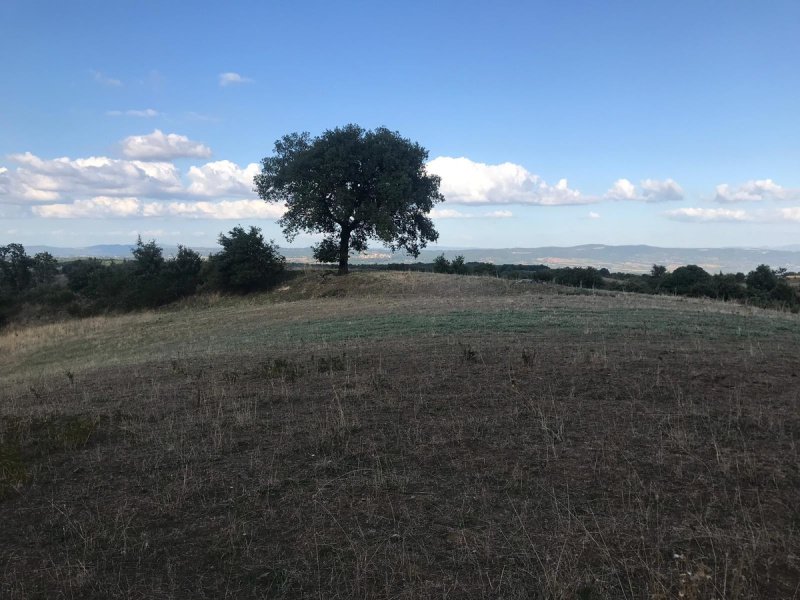 Terrain agricole à Gradoli