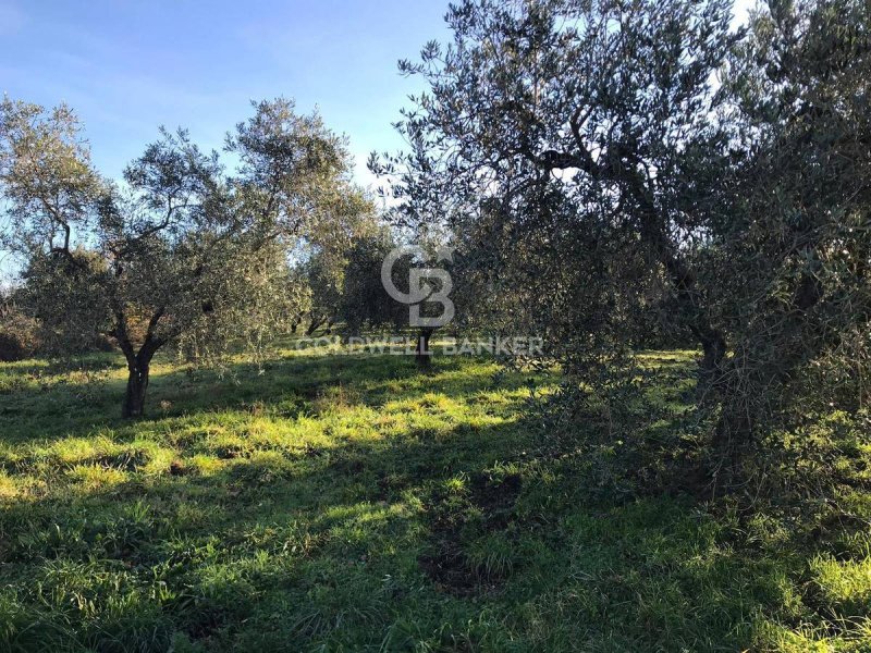 Terreno agricolo a Farnese