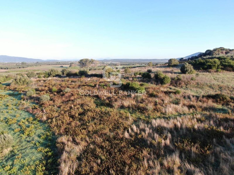 Agricultural land in Canino