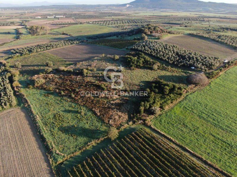 Agricultural land in Canino