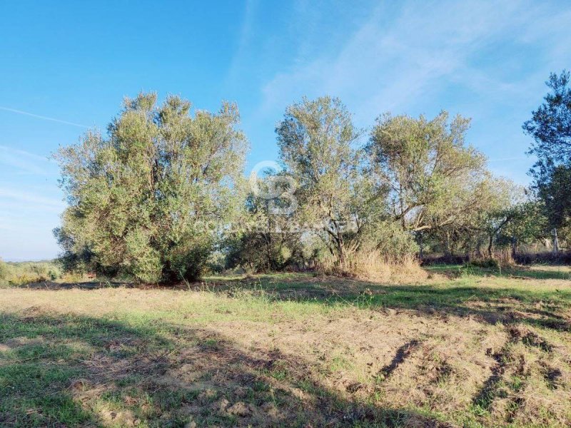 Terreno agrícola en Farnese