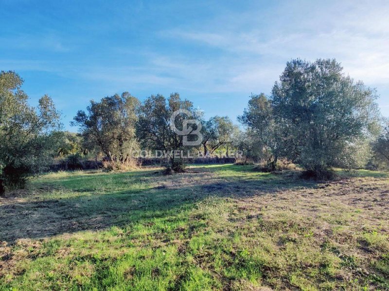 Terreno agrícola en Farnese