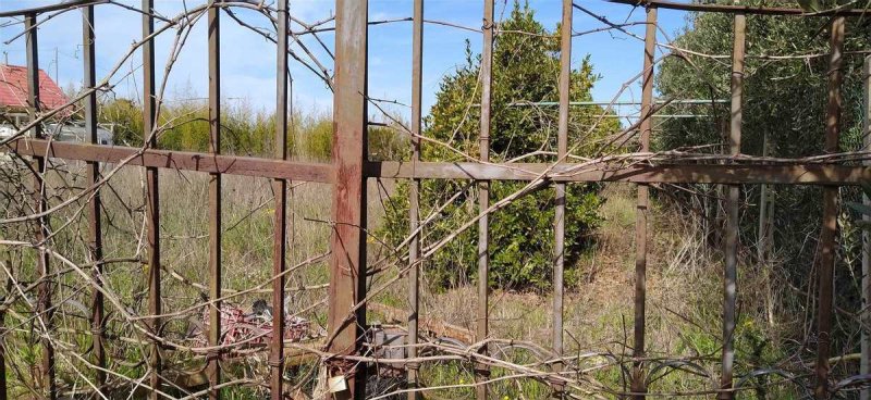 Landwirtschaftliche Fläche in Cecina